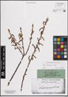 Foto von Salix eleagnos Scop.